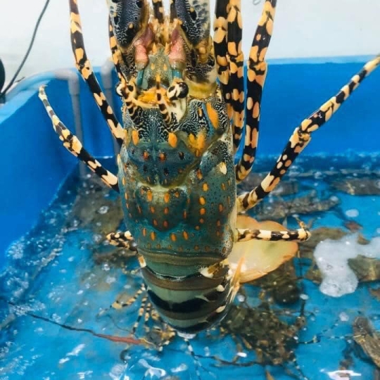 Tôm hùm